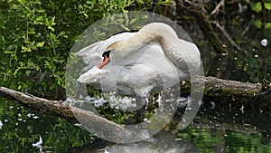 Mute swan who cleans his feathers and rests on the lake