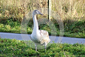 Mute swan young close up