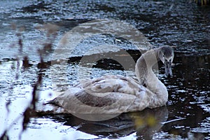 Mute swan young close up