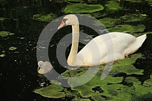 Mute swan with young one.