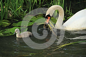 Mute swan with young one.