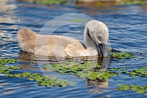 Mute Swan youngster in Danube Delta