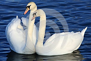 Mute Swans photo