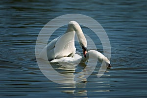 Mute swans