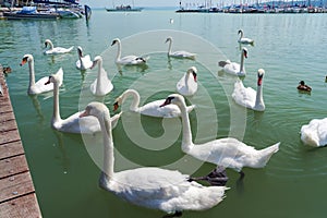 Mute swans at Balatonfured photo