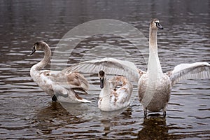 Mute swans, grown-up cygnet stretching its wings to defend itself photo
