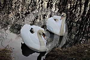 Mute Swans: A Beautiful Pair, Partners for Life
