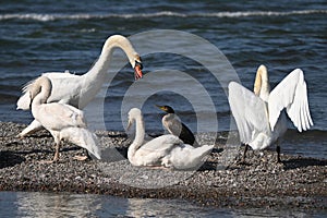 Mute Swans being aggressive and not wanting to share the beach with a cormorant photo