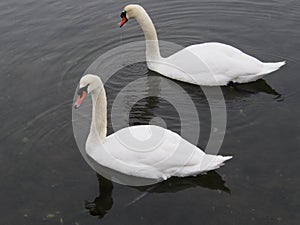 Mute swans in the Bronx