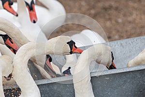 Mute swans cygnus olor