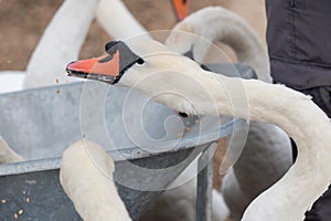 Mute swans cygnus olor