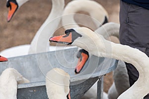 Mute swans cygnus olor