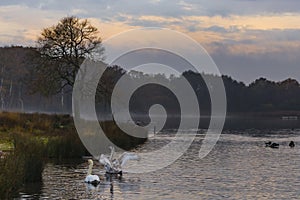 Mute swans (Cygnus olor)