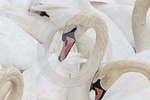 Mute swans cygnus olor