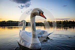 Mute swans Cygnus olor in Lake Gebart GÃ©bÃ¡rti-tÃ³ at sunset in Zalaegerszeg, Hungary