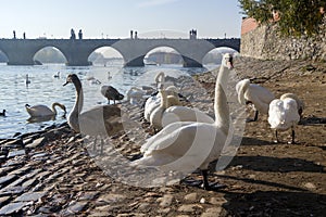 Mute swans Cygnus olor on Vltava riverside with Charles bridge. Prague, Czech republic