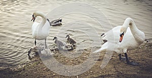 Mute Swans defending their offspring