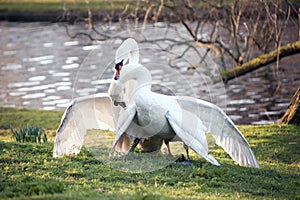 Mute swans display aggressive and tender behaviour during mating