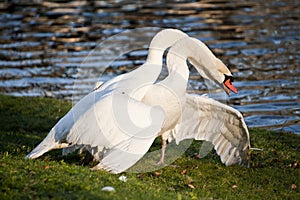 Mute swans display aggressive and tender behaviour during mating