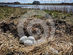 Mute swans eggs in wild nature