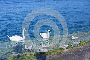 Mute swans family: 6 cygnets, male and female on the river of Garda lake in Lazise