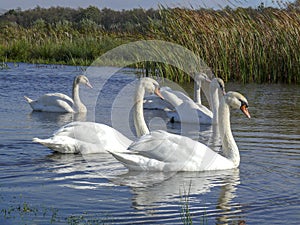 Mute swans, family of five, two parents and three juvenile chicks, swimming in a  pond with ripple water