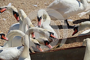 Mute swans at feeding time at Abbotsbury Swannery in Dorset, England