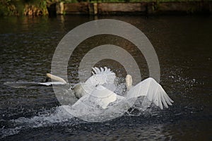 Mute swans fighting in a lake