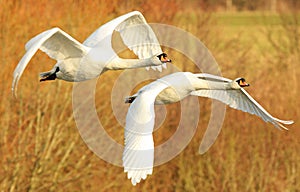 Mute Swans in Flight