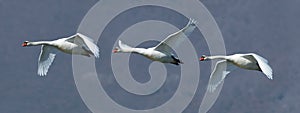 Mute swans in flight