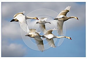 Mute Swans in flight