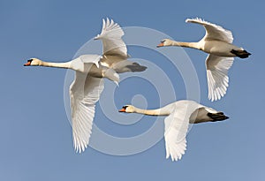 Mute Swans in flight