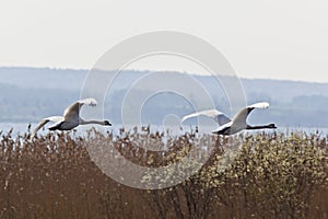 Mute Swans flying