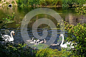 Mute Swans in the Frontenpark taking care of the offspring