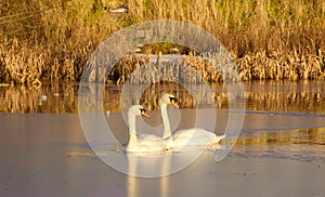 Mute Swans on frozen lake.