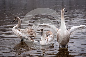 Mute swans, grown-up cygnet stretching its wings to defend itself