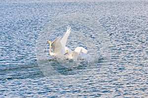 Mute swans landing on water with a splash