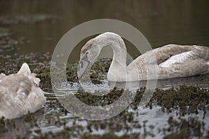 Mute Swans on the Norfolk Broads