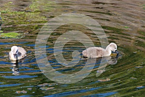 Mute Swans offspring in the learning to swim in Maastricht