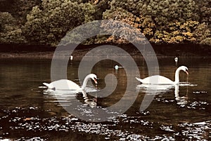 Mute swans on patrol in Pill Creek.