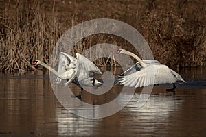 Mute Swans running on a pond