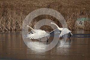 Mute Swans running on a pond