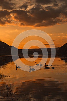 Mute swans swimming in a lake at sunset. Beautiful nature background