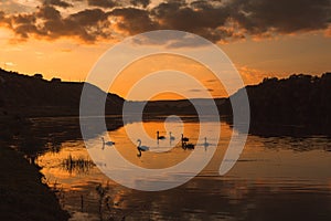 Mute swans swimming in a lake at sunset. Beautiful nature background