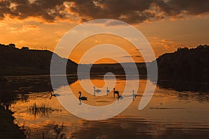 Mute swans swimming in a lake at sunset. Beautiful nature background