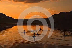 Mute swans swimming in a lake at sunset. Beautiful nature background