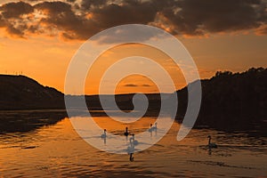 Mute swans swimming in a lake at sunset. Beautiful nature background