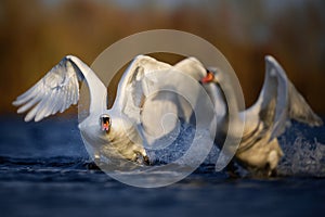 Mute Swans Taking off on Blue Water
