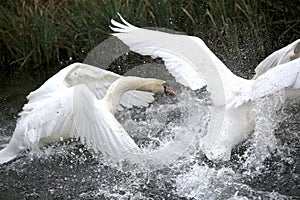 Mute swans in territory dispute attack