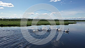 Mute swans among the tundra lake of Northern Siberia